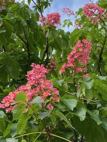 トチノキの花